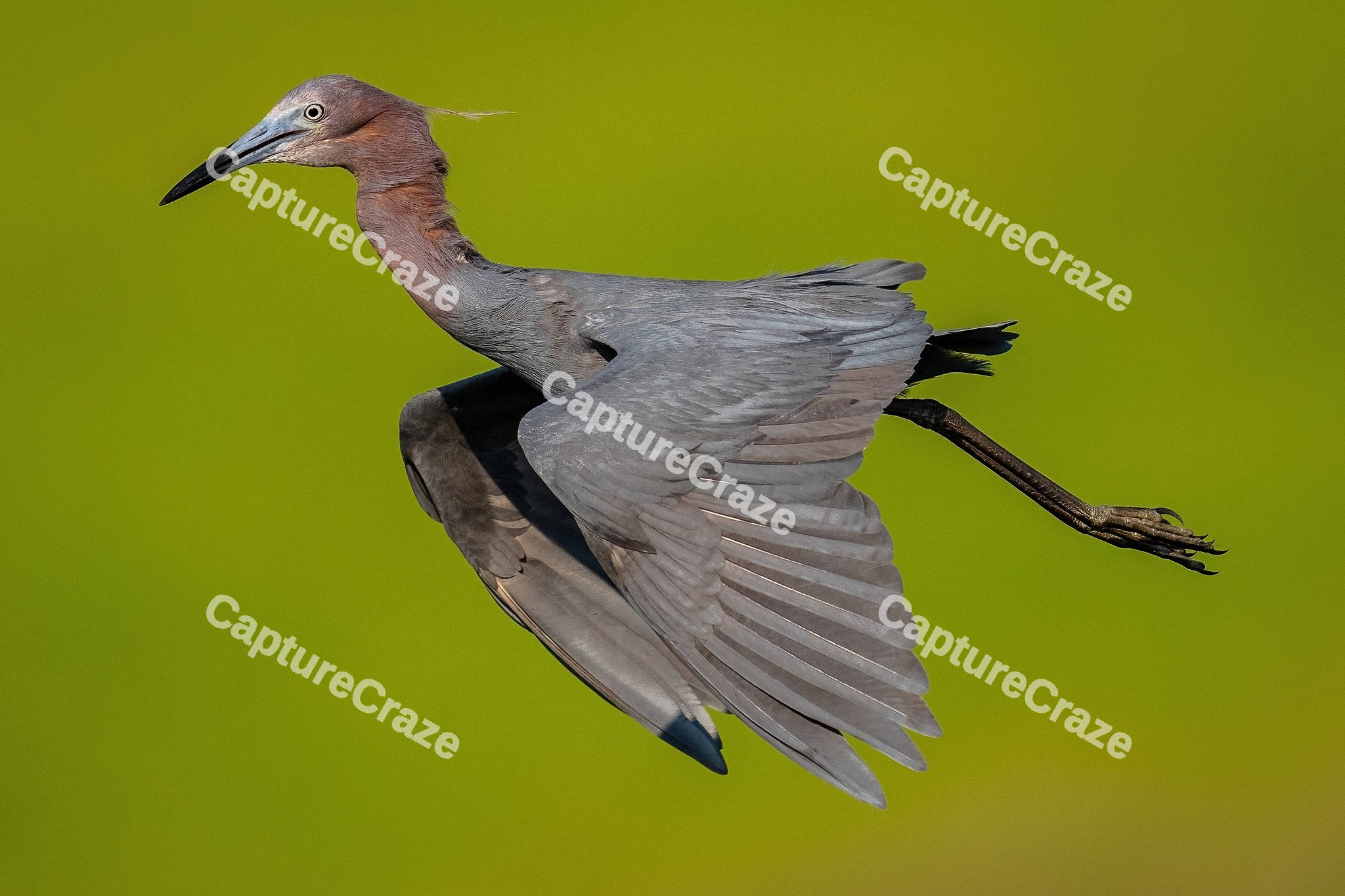 Reddish Egret Bird
